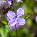Purple flower by elisasaeter
