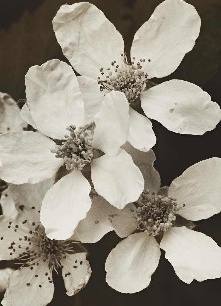 Wild Raspberry Blossoms by juliedduncan
