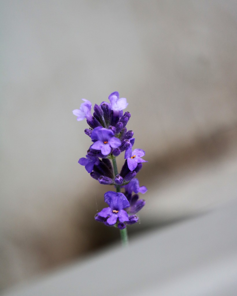 June 3: Lavender by daisymiller