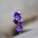 June 3: Lavender by daisymiller