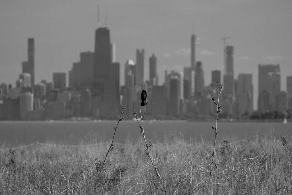Blackbird enjoying the Chicago Skyline by pattyp