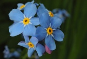3rd Jun 2021 - Revisiting the Forget Me Not