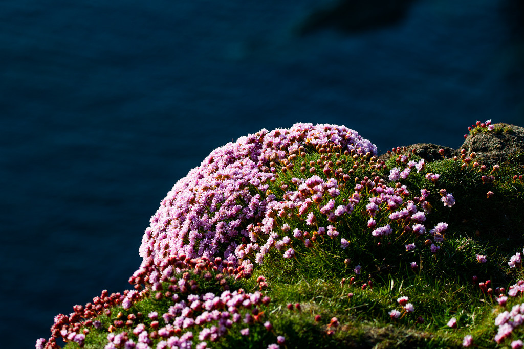 Sea Pinks by lifeat60degrees