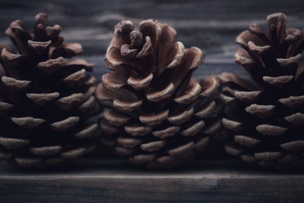 Fir Cones and Driftwood by motherjane