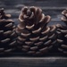 Fir Cones and Driftwood by motherjane