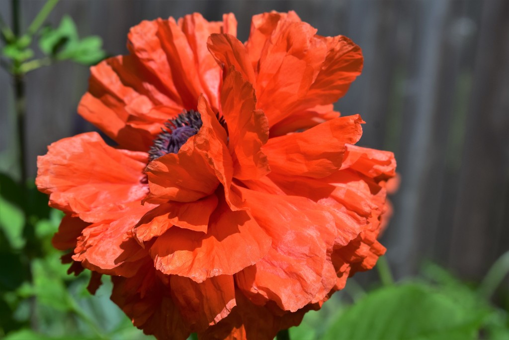 My Poppies are blooming by sandlily