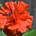 My Poppies are blooming by sandlily