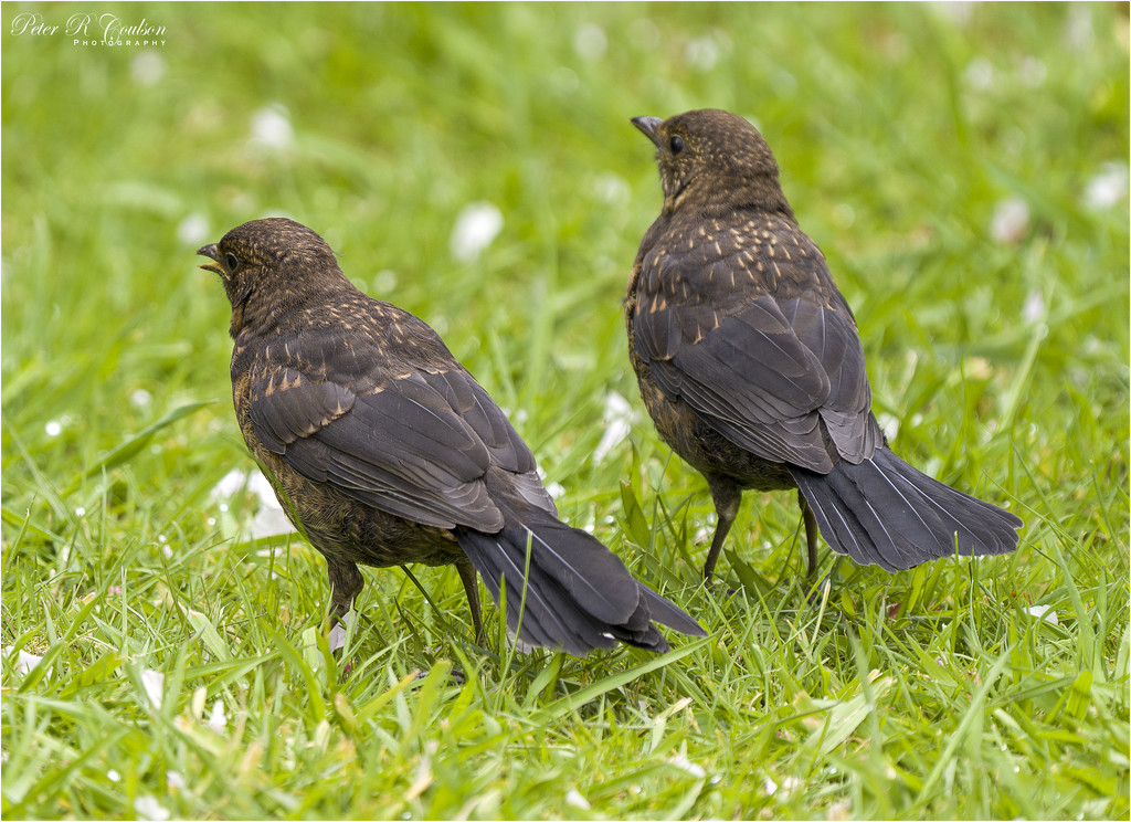 Two Young Blackbirds by pcoulson