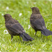 Two Young Blackbirds by pcoulson