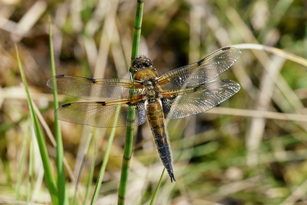FOUR SPOTTED CHASER by markp