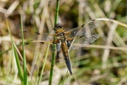 3rd Jun 2021 - FOUR SPOTTED CHASER