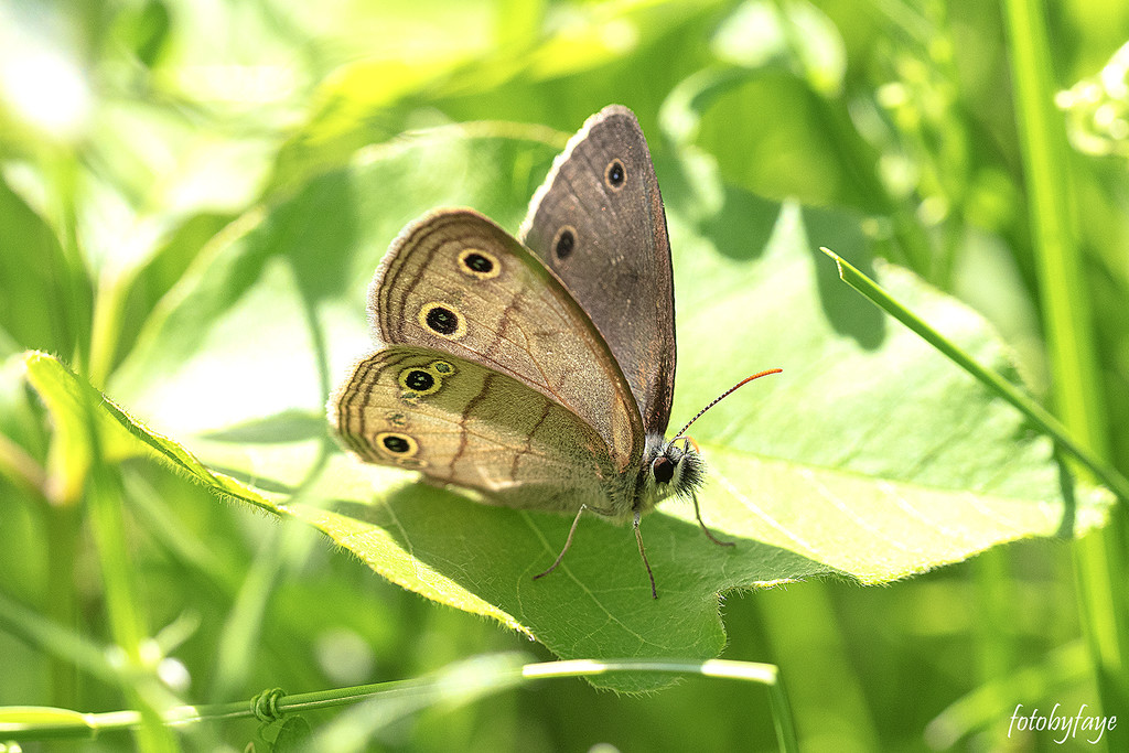 Return of the butterflies by fayefaye