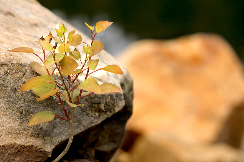 Leaves and Rock by ryan161