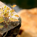 Leaves and Rock by ryan161