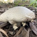 Mushroom  by sugarmuser
