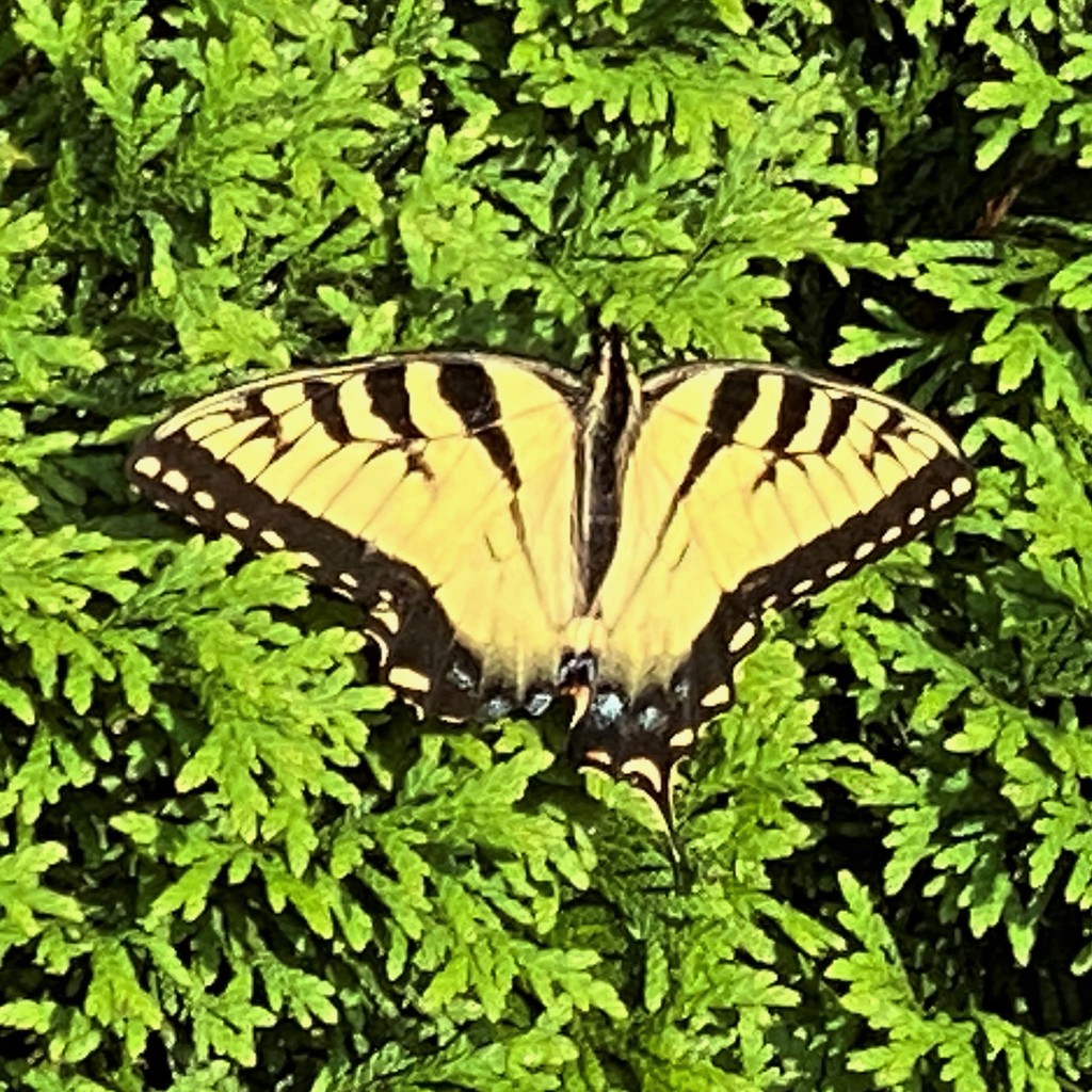 My first butterfly of the summer by tunia