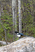 17th May 2021 - Black-Billed Magpie