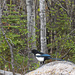 Black-Billed Magpie by lstasel