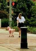 30th May 2021 - Pink Poodle