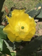 3rd Jun 2021 - Cactus Flower