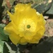 Cactus Flower by gratitudeyear