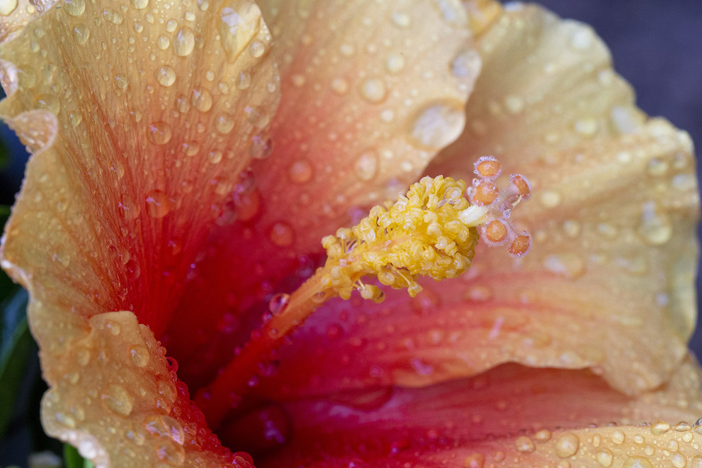 Hibiscus Flower by pdulis
