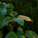 Golden Hour Immature Sunflower Seedlings by bernicrumb