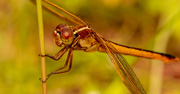 3rd Jun 2021 - Dragonfly Hanging on the Bahia Grass Stem!