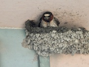 3rd Jun 2021 - Cliff Swallow & nest