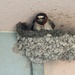 Cliff Swallow & nest by amyk