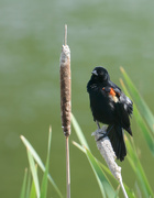 2nd Jun 2021 - Male Red-Winged Blackbird