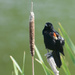 Male Red-Winged Blackbird by sprphotos