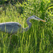 Great Blue Heron by sprphotos