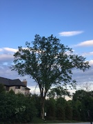 3rd Jun 2021 - Tree and clouds 