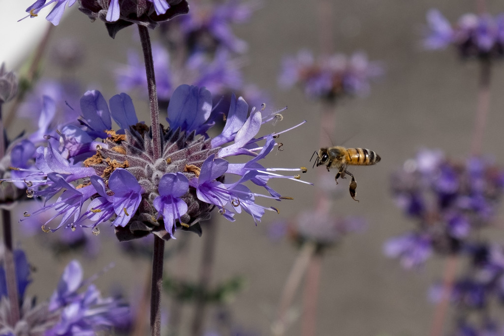 Bee in Flight by mrslaloggie