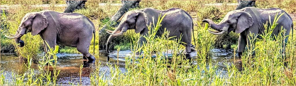 A thirsty Elephant by ludwigsdiana
