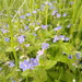 Summer...Speedwell blue by 365projectorgjoworboys