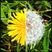Dandelions by mastermek