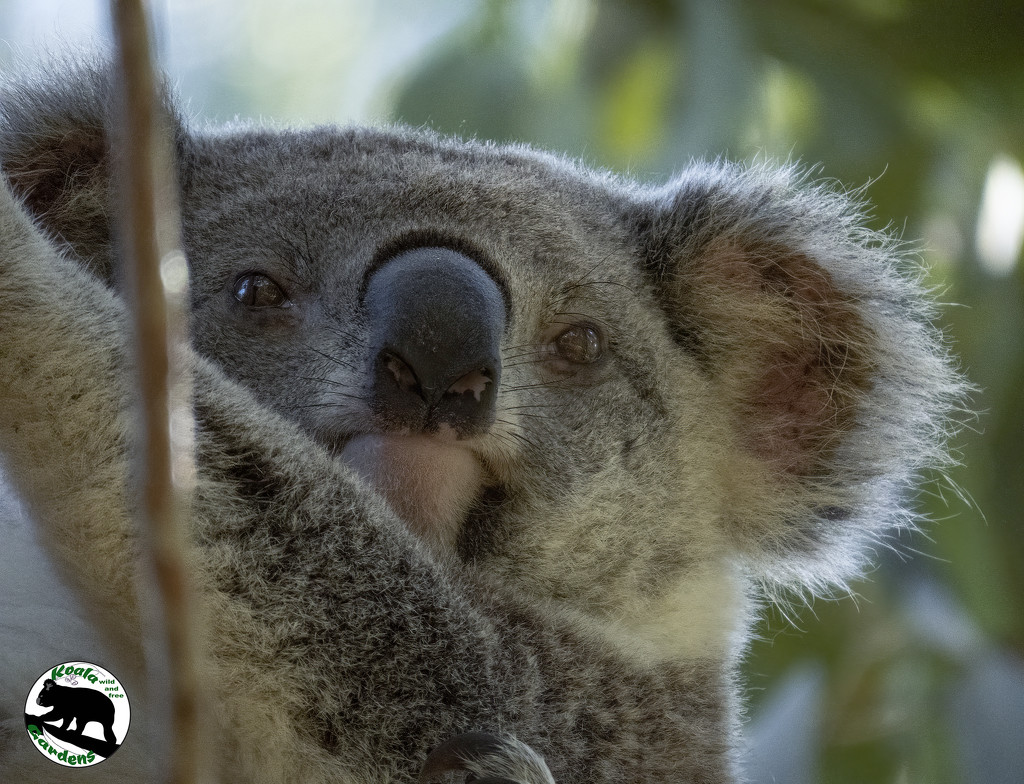 beautiful Matilda by koalagardens