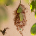 Sunbird nest by ingrid01