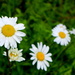 Oxeye Daisies In The Rain by davemockford