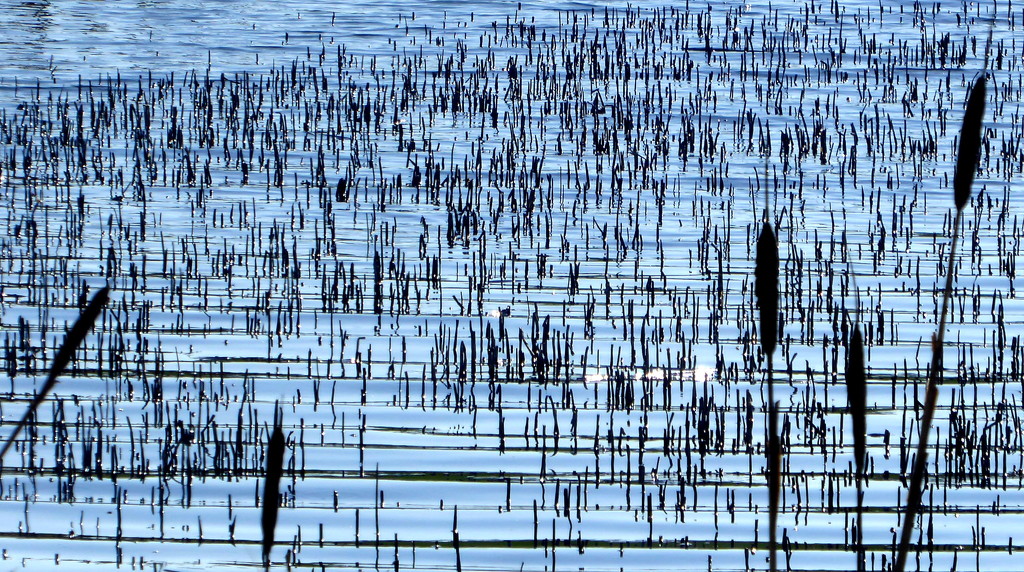Reeds by steveandkerry