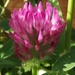30 Days Wild 4 - Pink Clover by flowerfairyann