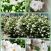 The Milk White Rose by gardenfolk