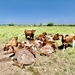 Cows by 365nick