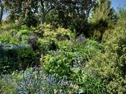 31st May 2021 - Vicarage Garden 