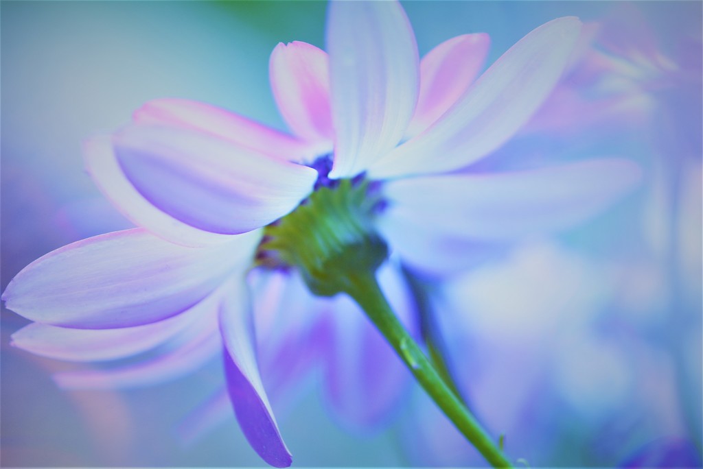 Dreamy flower.......  by ziggy77