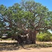 Big Boab Tree by leestevo