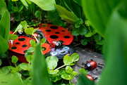 4th Jun 2021 - Garden ladybirds