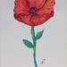 Watercolour Poppy by salza
